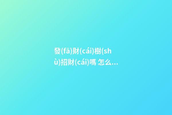 發(fā)財(cái)樹(shù)招財(cái)嗎 怎么擺放才可以招財(cái)